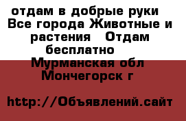 отдам в добрые руки - Все города Животные и растения » Отдам бесплатно   . Мурманская обл.,Мончегорск г.